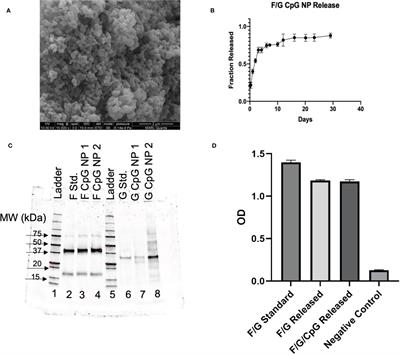 Immunization with a mucosal, post-fusion F/G protein-based polyanhydride nanovaccine protects neonatal calves against BRSV infection